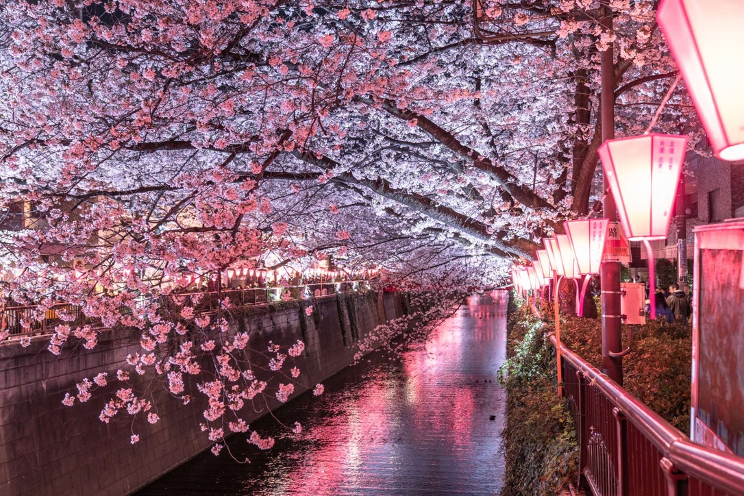 pink cherry blossums over river at night